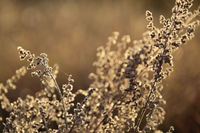 Close-up of flowering plants on field