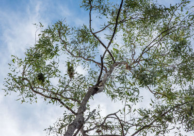 Low angle view of tree against sky