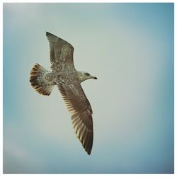 Close-up of eagle flying against clear sky