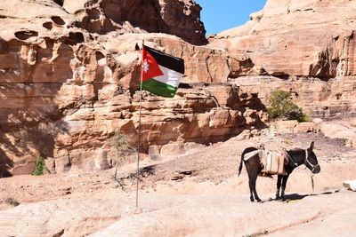 View of horse on rock