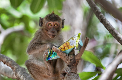 Monkey on the hill of  hua hin