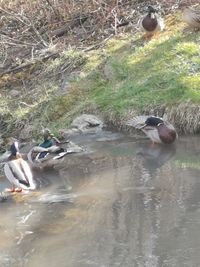 High angle view of ducks swimming on lake