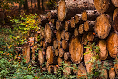 Felled trees are piled up on the edge of a field along a german forest path