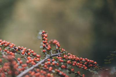 Close-up of berries growing on plant