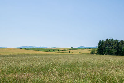 Scenic view of field against clear sky