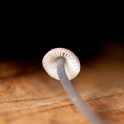 mushroom