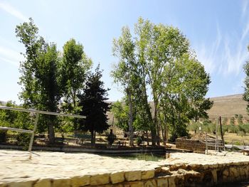 Trees in park against sky