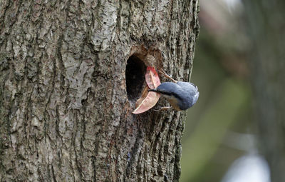 tree trunk