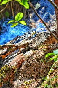 Close-up of tree trunk