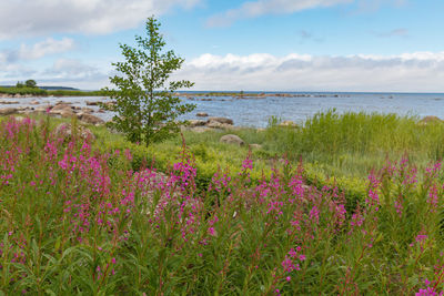 Flowering plants by sea against sky