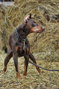 Close-up of dog looking away on field