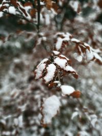 Close-up of snow in winter