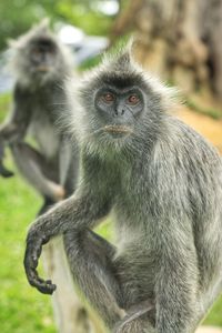 Portrait of monkey