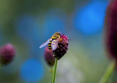 Close-up of bee on flower