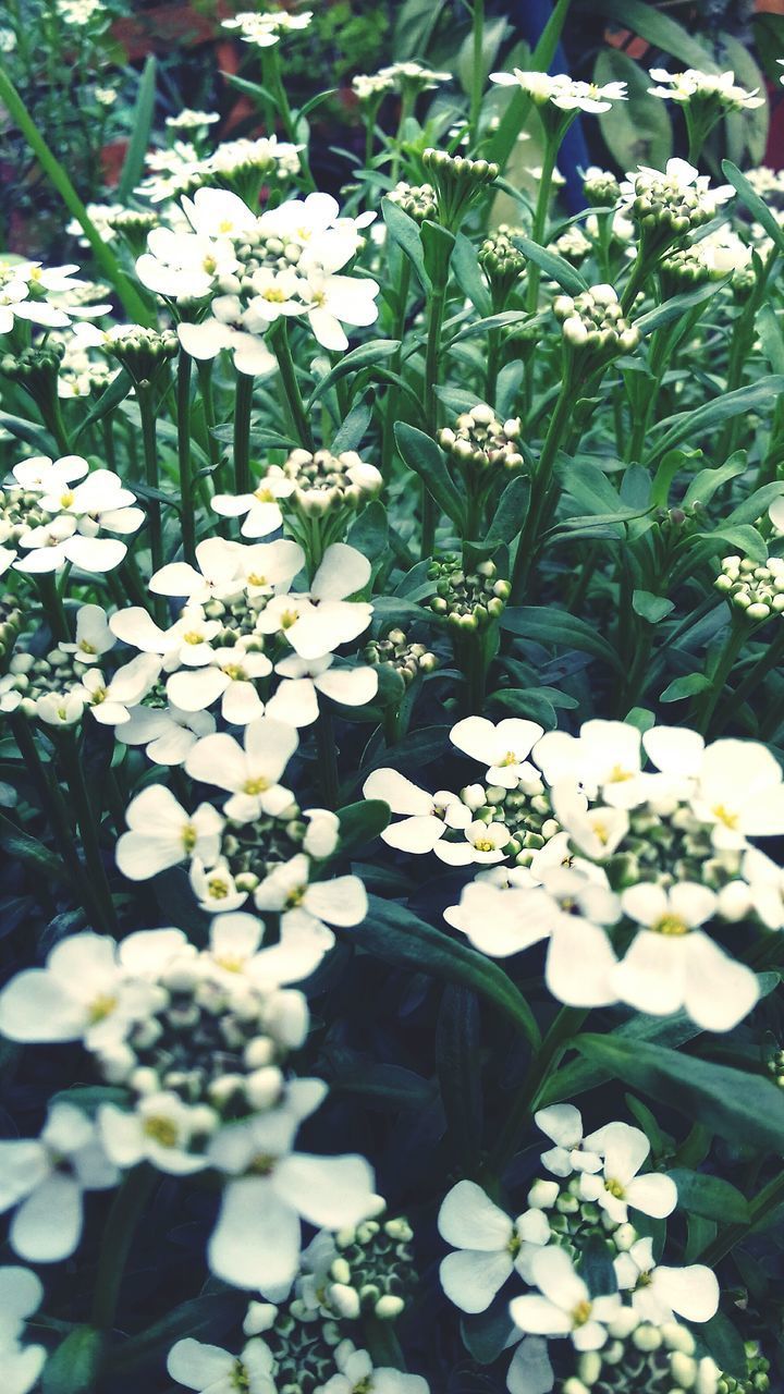 HIGH ANGLE VIEW OF WHITE FLOWERING PLANT