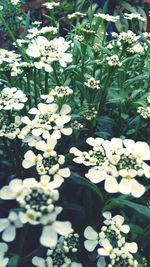 High angle view of white flowering plants in garden