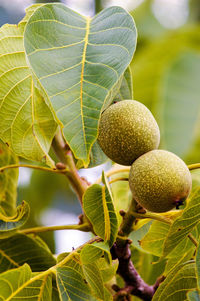 Close-up of fruits growing on tree