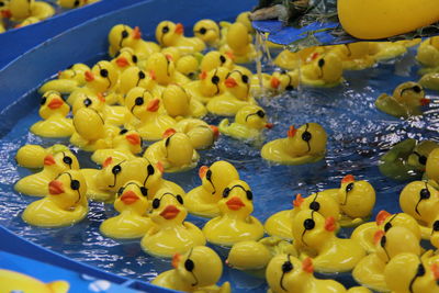 Yellow rubber ducks in wading pool