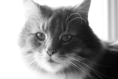 Close-up portrait of cat