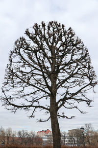 Bare tree against sky during winter