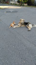 Dog lying on road