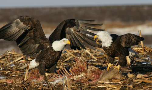 Bald eagles fighting by dead animal