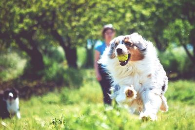 View of a dog on field