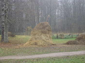 View of trees on field