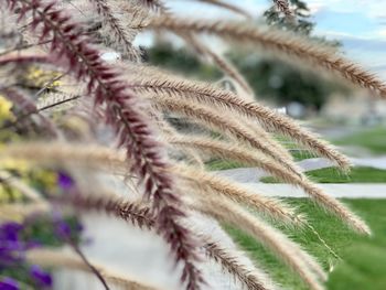 Close-up of flowering plant against blurred background