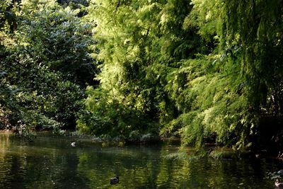 Scenic view of lake by trees