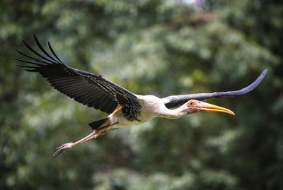 View of bird flying