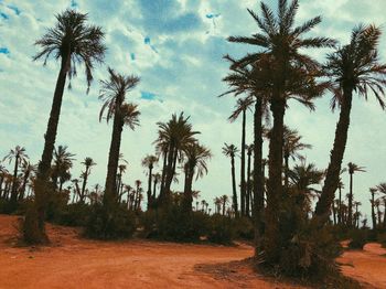 Palm trees on landscape against sky