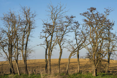 Trees on field against sky