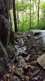 Trees in forest