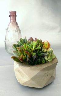 Close-up of plant on table