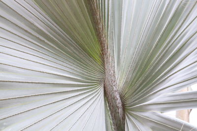 Close-up of palm leaf