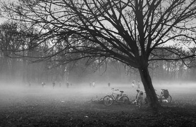 Bare trees on field in foggy weather