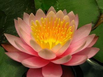 Close-up of lotus water lily in pond