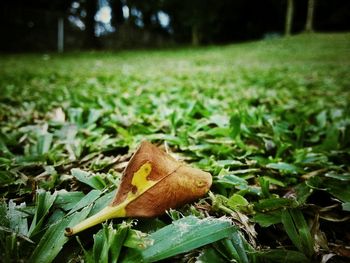 Close-up of plant on grassy field