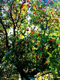 Low angle view of cherries on tree