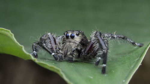 Hylus male