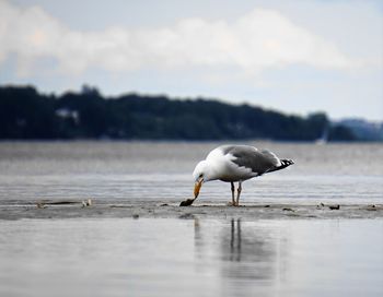 Seagull on a lake