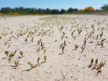 Close-up of plants on field