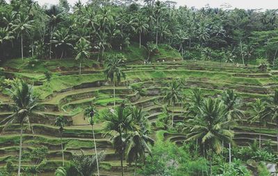 Scenic view of green landscape