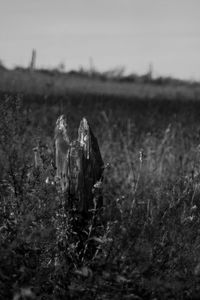 Close-up of plant growing on field