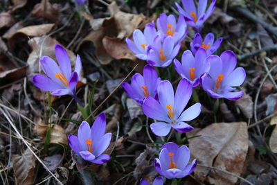 Close-up of purple crocus blooming on field