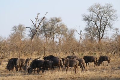 Wildebeests in a field