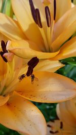 Close-up of yellow lily