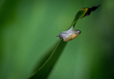 Close-up of insect on plant