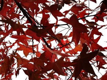 Low angle view of red leaves on tree